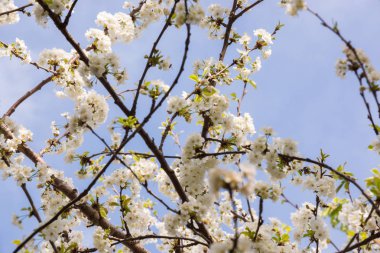 Bahar çiçek güzel beyaz çiçeklerin meyve ağaçları