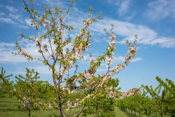 Drzewa owocowe kwitnące wiosną z piękne białe kwiaty — Zdjęcie stockowe