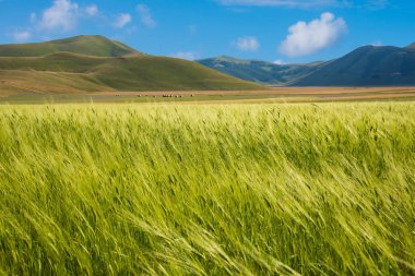 Yeşil alanları ile yaz aylarında Kırsal