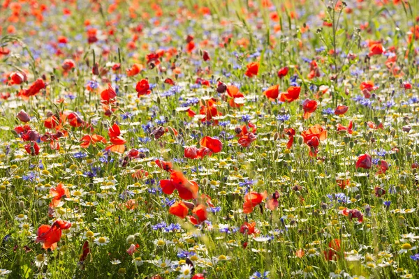 Champ de coquelicots et autres fleurs sauvages. Campagne en été — Photo