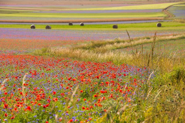 Campagne en été avec champs de fleurs sauvages — Photo