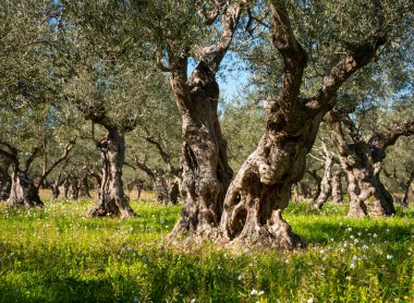 Yaz tarlasında kır çiçekleriyle zeytin ağaçları