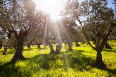 Yaz tarlasında kır çiçekleriyle zeytin ağaçları