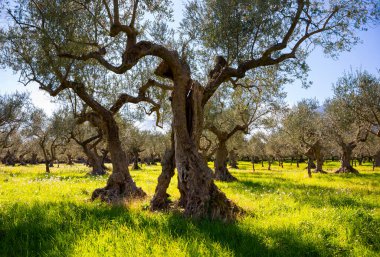 Yaz tarlasında kır çiçekleriyle zeytin ağaçları