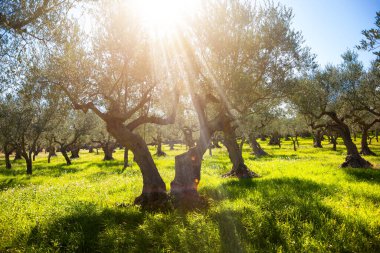 Yaz tarlasında kır çiçekleriyle zeytin ağaçları