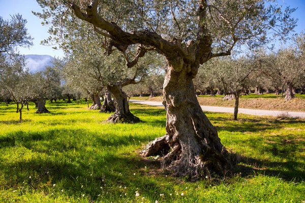 Оливковые деревья в летнем поле с дикими цветами
