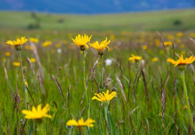 Yabani çiçekler, kır çayırlarında yabani çiçekler.