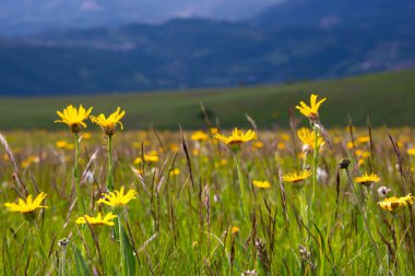 Yabani çiçekler, kır çayırlarında yabani çiçekler.