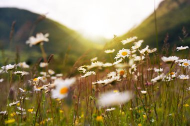 Papatya tarlaları güneş ışığı, kır çiçekleri çayırları.