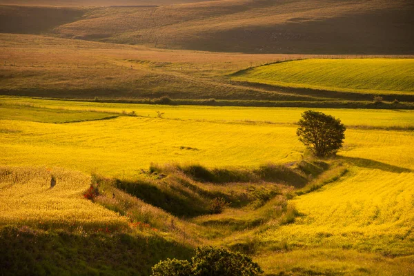 Árvore Solitária Entre Campos Verão Luz Sol — Fotografia de Stock