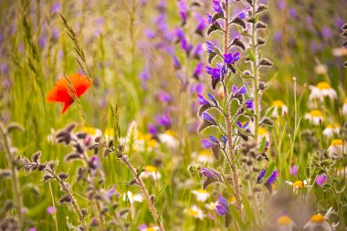 Güneş ışığında beyaz yabani çiçekler