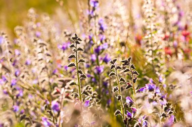 Güneş ışığında beyaz yabani çiçekler