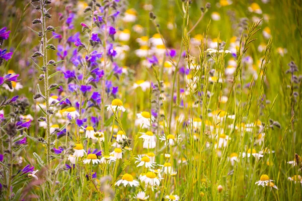 Weiße Wildblumen Sonnenlicht — Stockfoto