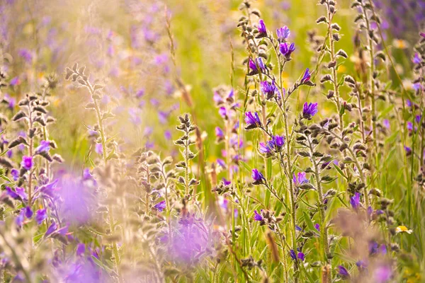 White Wild Flowers Sunlight — Stock Photo, Image