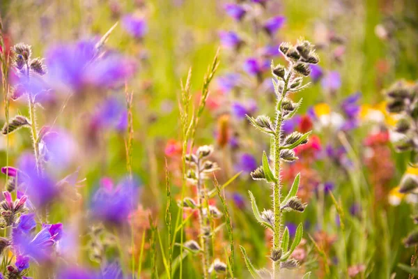 Weiße Wildblumen Sonnenlicht — Stockfoto