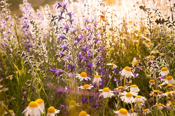 Weiße Wildblumen Sonnenlicht — Stockfoto