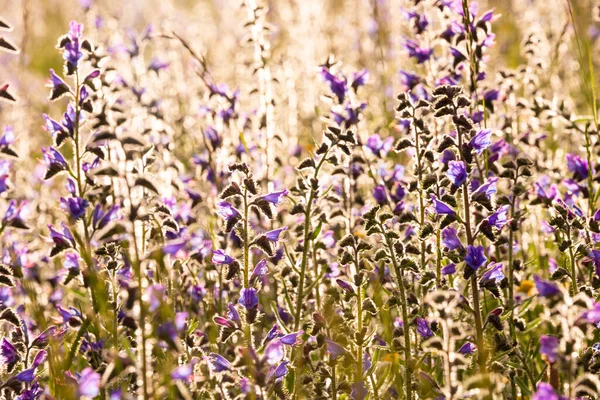 Weiße Wildblumen Sonnenlicht — Stockfoto