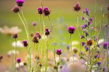 Yazın güneş ışığında güzel kır çiçekleri.