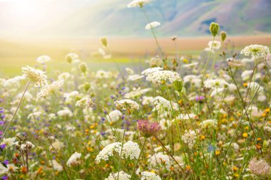 Yazın güneş ışığında güzel kır çiçekleri.
