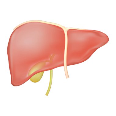 Karaciğer safra kesesi ve karaciğer bağları anatomisi stok vektör çizimi. Karaciğer ve safra kanallarının tıbbi eğitim amaçlı çizimi.