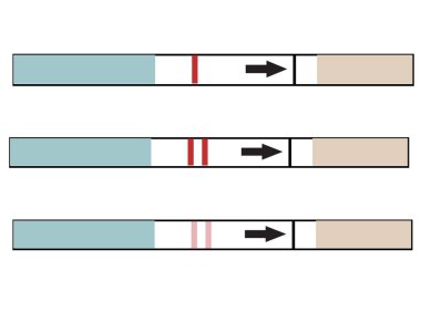 Bir hamilelik testi değnek göstergeler ile. Kullanılmayan, pozitif ve negatif.