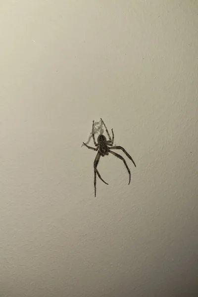 Araña arácnida arrastrándose insecto aislado en blanco — Foto de Stock