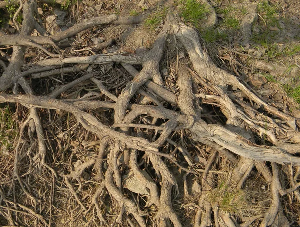 地球表面上方一棵老树的根. — 图库照片