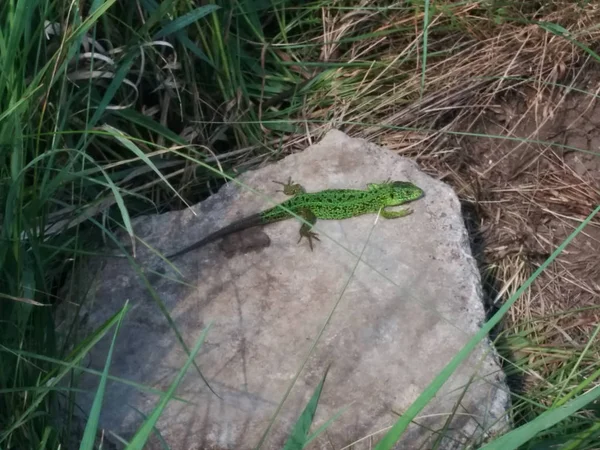 Yeşil Lacerta viridis, Lacerta agilis familyasına ait bir kertenkele cinsi yeşil kertenkele.