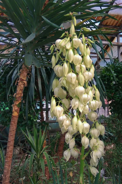 Un gran ramo blanco de flores. Hermosa floración en la primavera . — Foto de Stock