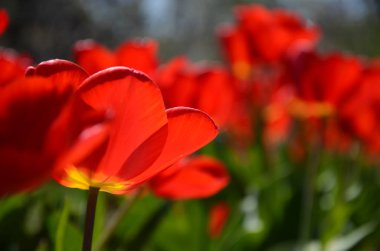 Kırmızı lale bahçesinde güneş ışığı içinde closeup
