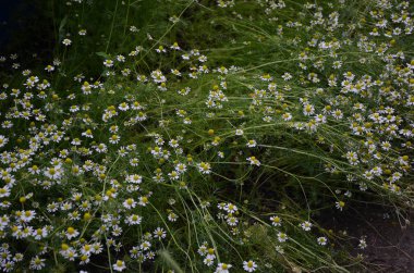 Taze chamomiles alanı bir arka plan olarak