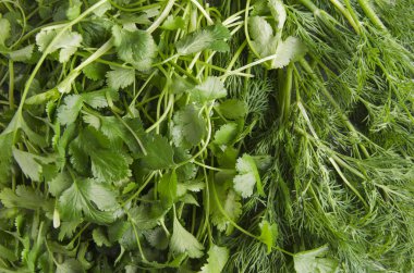 Tatlı taze kişniş ve dereotu, farklı otlar ve tadı