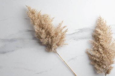 Üstten Görünüm beyaz mermer masada sazlık kuru. Farklı dokular ile doğal arka plan