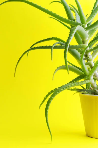 Elegante Fresco Verde Aloe Vera Contra Fundo Amarelo Brilhante Vertical — Fotografia de Stock