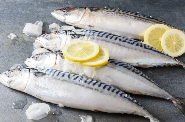 Frische Makrelen Mit Eiswürfeln Und Zitronenscheiben Auf Grauem Steintisch Vorbereitung — Stockfoto