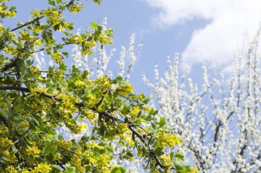 Çiçek açan kuş üzümü ve parlak gökyüzüne karşı çiçek açan erik ağacı. Ilık bahar saati kavramı