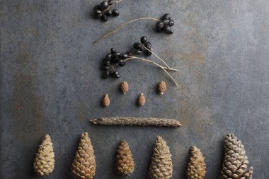 Ormandan farklı doku malzemeleri. Çevremizin çeşitliliği kavramı