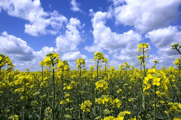 Sunny day at the blooming canola field.Closeup of canola flowers against blue cloudy sky