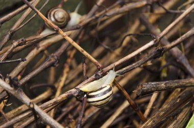 Islönme dallarında sürünen salyangozlar. Yaban hayatı hayvanları