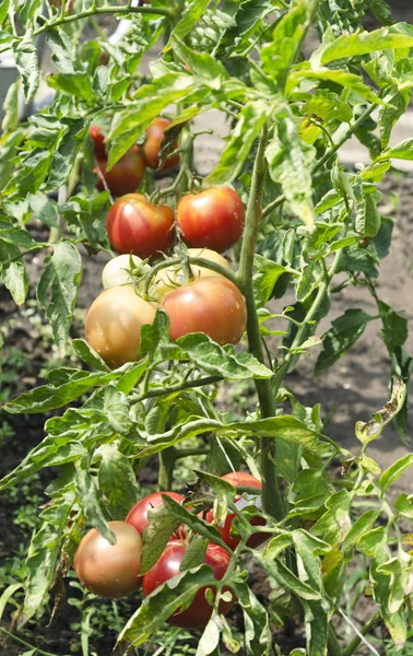 Verticaal Schot Groene Rode Tomaten Genesteld Wijnstok — Stockfoto