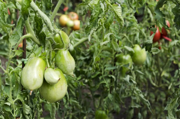 Pomodori Verdi Pomodoro Acerba Che Cresce Sulla Vite — Foto Stock