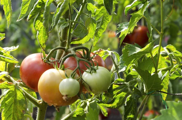 Tomaten Rood Worden Tomaten Kweken Tuin Stockfoto