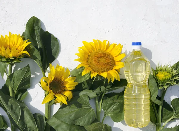 Bottle of oil among beautiful sunflowers on the white backdrop, top view.Empty space for text