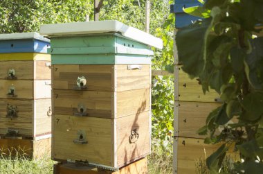 Tarlada rustik ahşap arı kovanları, güneş ışığı ve doğa