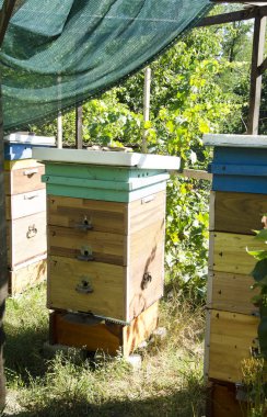 Bahçede birkaç arı kovanı var. Hobi olarak apiculture