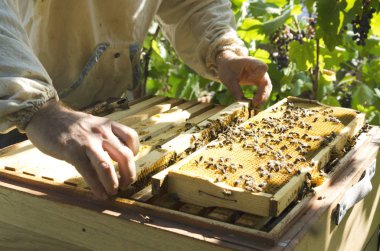 Sonbaharda yapılacak kuluçka yuvasını inceleme süreci. Arı kovanının yanında duran ve kuluçka çerçevelerini çıkaran arıcı