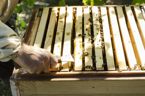 First Step Process Inspecting Beehives Man Using Special Tool Checking — Stock Photo, Image