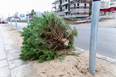 A Christmas tree that was put down at the roadside after Christmas. clipart