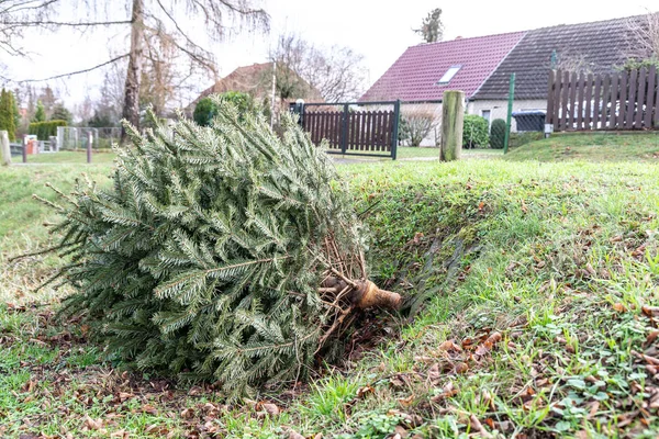 Yol kenarında Noel'den sonra bırak bir Noel ağacı.