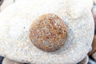 Daha büyük gri bir taşın üzerine yerleştirilmiş dairesel bir taşın üzerindeki karmaşık fosil desenleri.